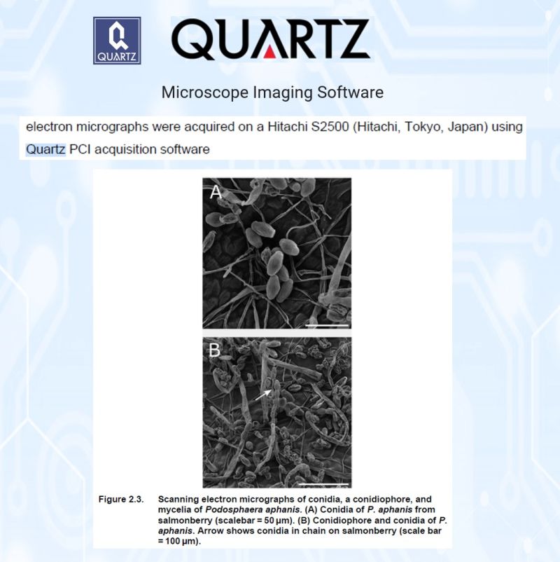 SEM image of chalcogenide glass fiber fracture surface, imaged with Quartz PCI