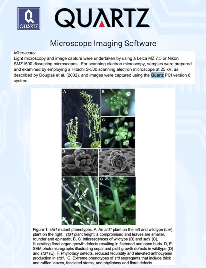 SEM micrograph of Arabidopsis floral organ defects from HOP2 overexpression, captured with Quartz PCI