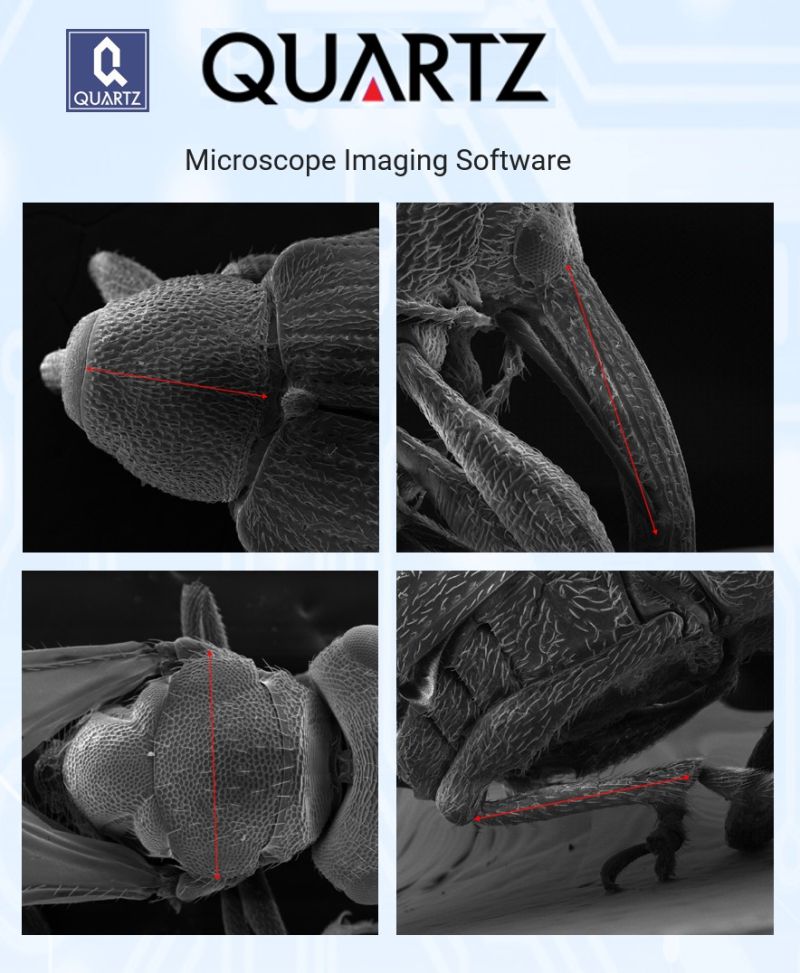 SEM micrograph of strawberry blossom weevil morphology, imaged with Quartz PCI for species comparison